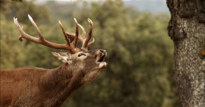 Godišnja doba u divljini: Priroda se sprema na promjenu