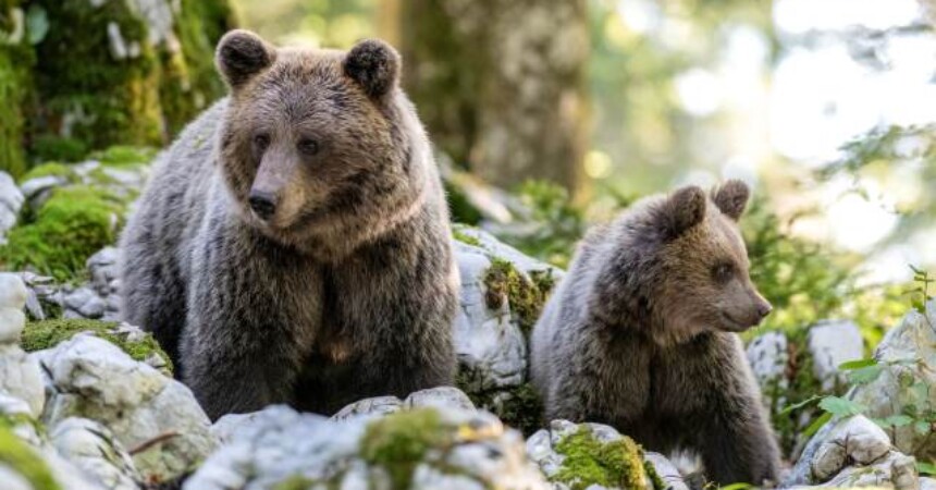Ne propustite: Izložba Između mora i gora