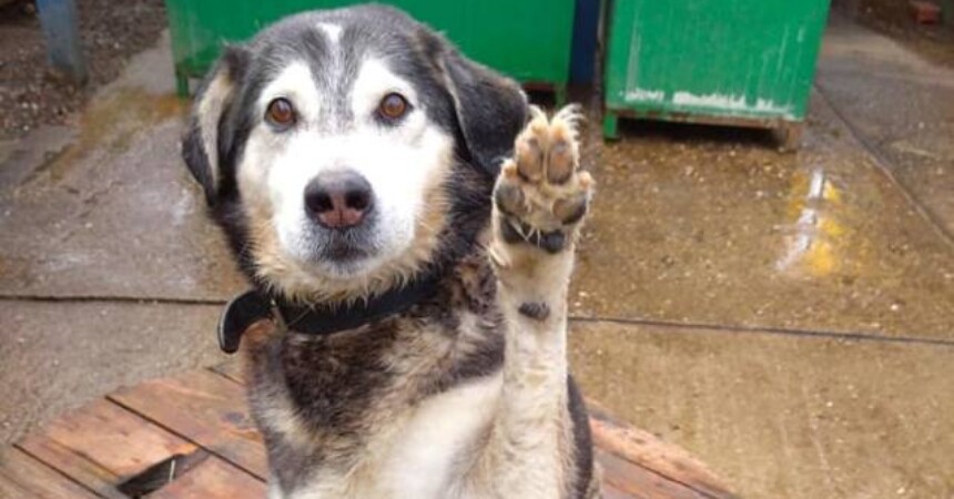 Propisani bolji uvjeti za životinje u skloništima