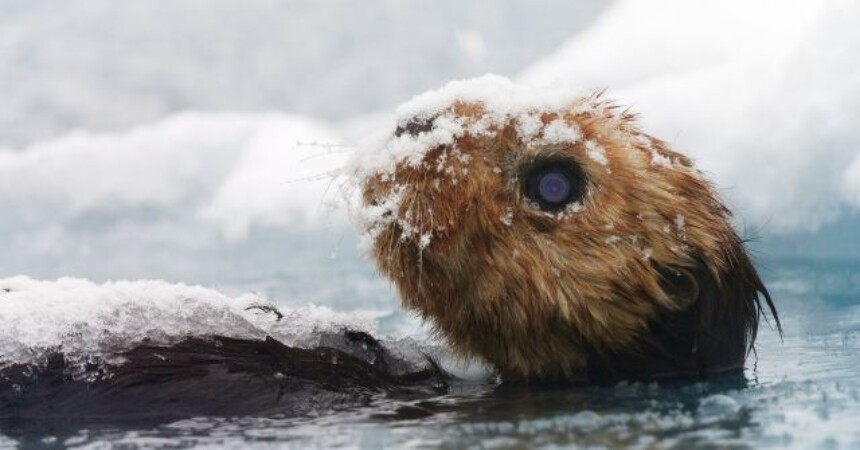 Špijun u snijegu: Špijunske kamere odvest će nas u središte zbivanja
