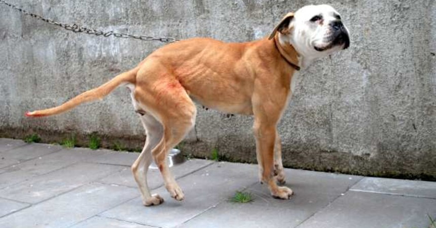 Gotovo 30 000 ljudi samo za vikend potpisalo peticiju Zabranimo lanac!