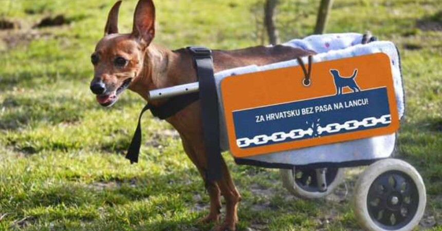 Veterinari za zabranu držanja pasa na lancu