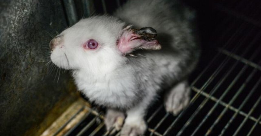 Šokantno: Unatoč zabrani, na životinjama i dalje testiraju kozmetičke sastojke