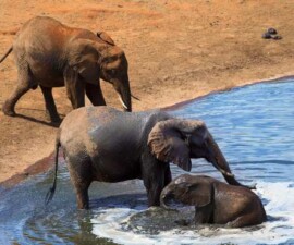 Pojilište – Afrička životinjska oaza od petka na TV