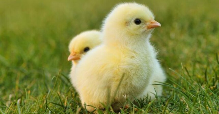 Bez jaja i šunke? Isprobajte veganski Uskrs!