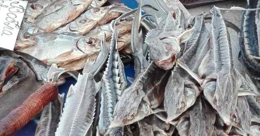 WWF: Kriminal nad divljim vrstama u Europi je stvarnost