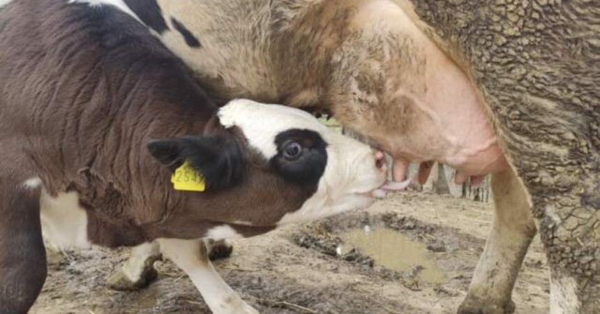 Osvaja srca: Tele spašeno iz potresa uživa na slobodi!