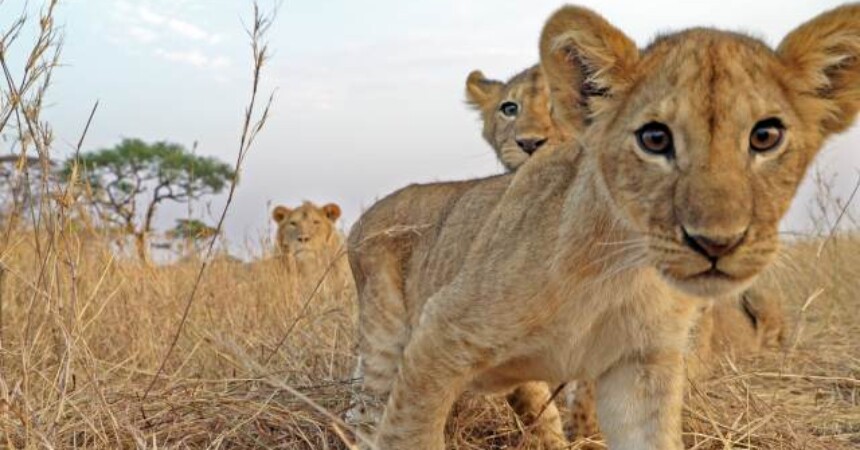 Serengeti: Sudbina – priče iz života životinja u savani