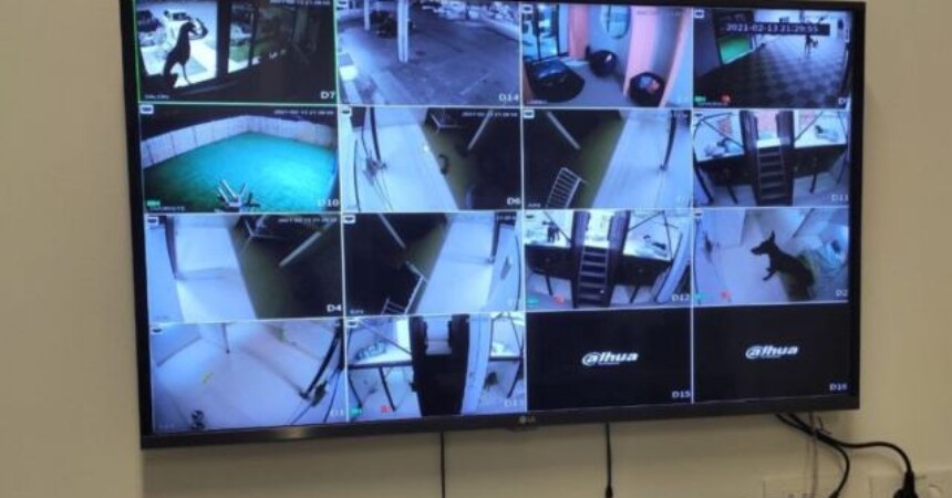 Godišnji odmori i životinje: Pazite kome ostavljate psa ili mačku