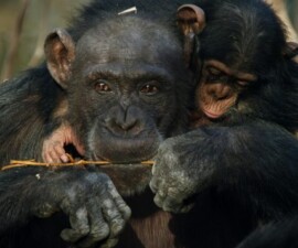 Dokumentarna serija Dinastije: Čimpanza