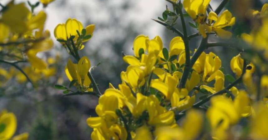 Tajne divljeg cvijeća: Pod suncem Sredozemlja