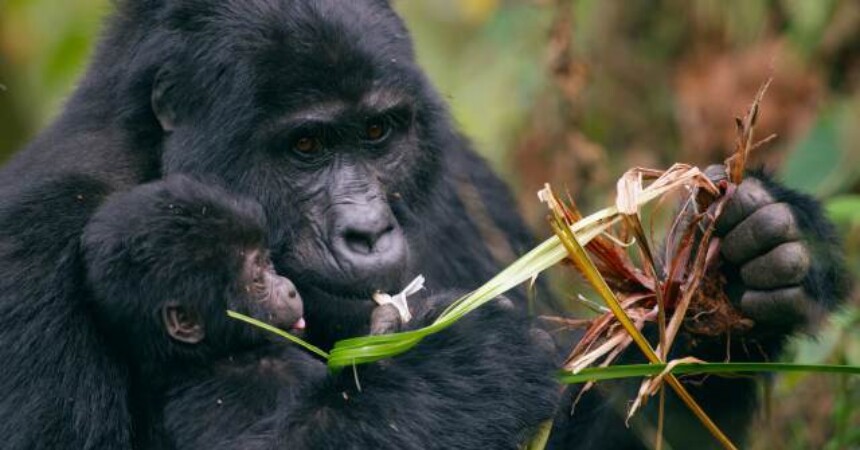 Životinjski podmladak – Prva godina života
