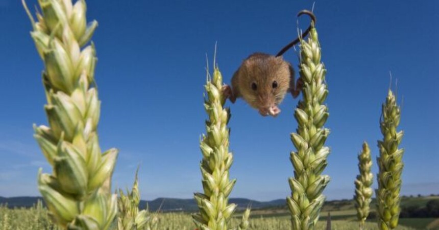 Rat i mir na selu: Vrt između dvaju svjetova