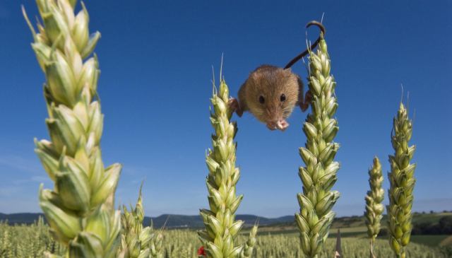 Rat i mir