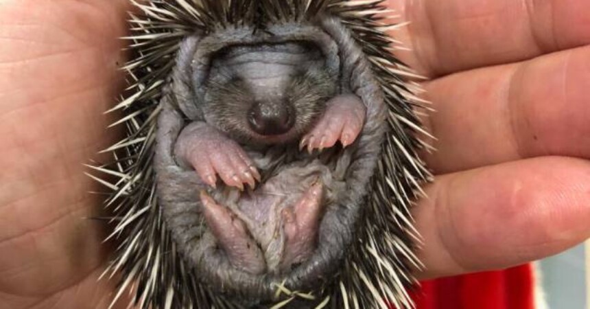 Upoznajte ježeve – Tajni noćni život, ljubav, potomstvo