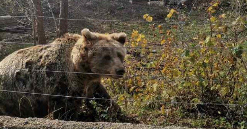 WWF Adria: Pozitivan primjer suživota čovjeka i medvjeda