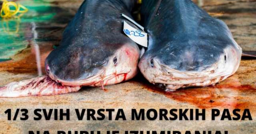 Potpiši za spas morskih pasa od izumiranja