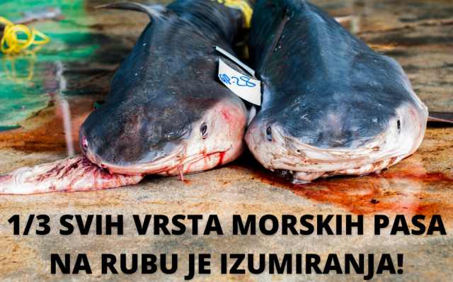 morskih pasa