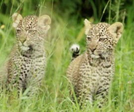 Serengeti 2: Novi likovi, nova suparništva