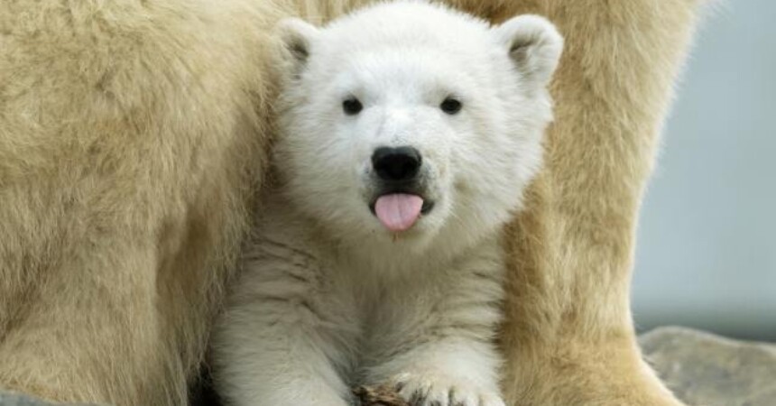 Bečki zoološki vrt Tiergarten Schönbrunn najbolji u Europi