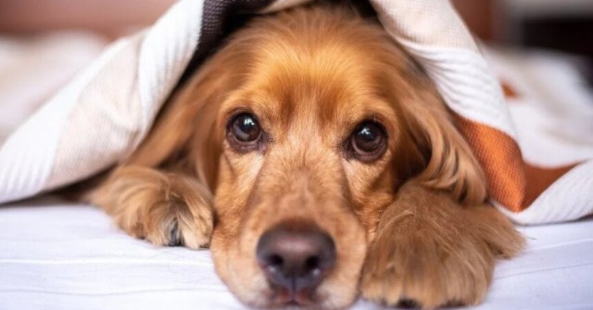 Trgovine pirotehnikom kršile zabranu prodaje petardi!