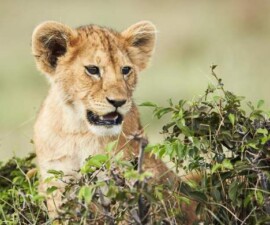 Odbjegli lav ukazuje na problem krijumčarenja životinja