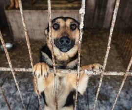 Prijavite se za pomoć životinjama i ljudima Ukrajine