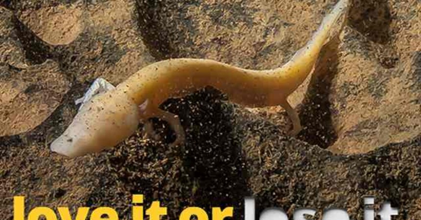 WWF: Priroda treba našu ljubav, Love It or Lose It