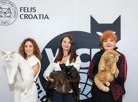 Izložba mačaka u Family mallu 20. i 21. 9. 2025.